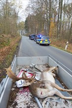 Roadkill fallow deer