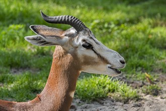 Mhorr gazelle