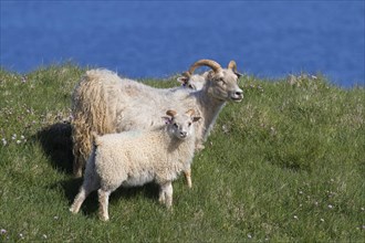 Icelandic sheep with two lambs in meadow on cliff top in summer