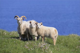 Icelandic sheep with two lambs in meadow on cliff top in summer
