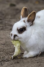 Close-up of white domestic dwarf rabbit