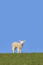Single white lamb of domestic sheep portrayed against blue sky