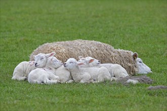 Domestic sheep ewe with five white lambs sleeping huddled together in field