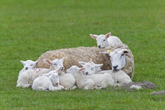 Domestic sheep ewe with seven white lambs resting huddled together in field