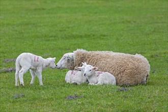 Domestic sheep ewe with three white lambs resting huddled together in field
