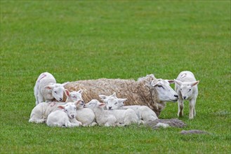 Domestic sheep ewe with seven white lambs resting huddled together in field