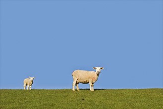 Domestic sheep ewe with white lamb portrayed against blue sky