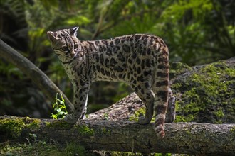 Margay