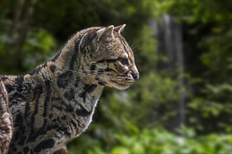 Margay