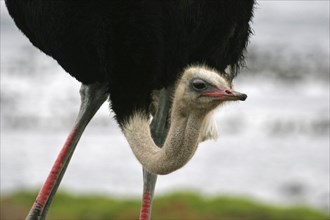 Male common ostrich