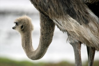 Female ostrich