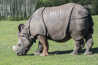 Indian rhinoceros