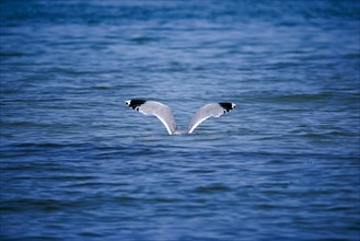 A seagull lands with spread wings on the water on the coast of Fischland Darß-ZingSt Zingst