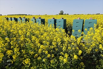 Bee boxes in a flowering rape