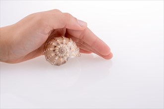 Hand holding Beautiful sea shell on a white background