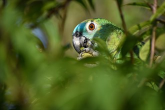 Close-up of a Blue-fronted Amazon