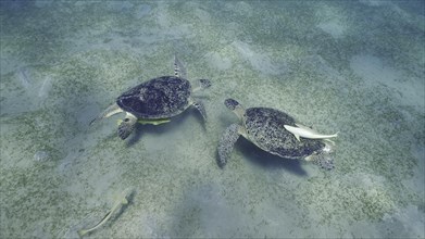 Two male of Great Green Sea Turtle