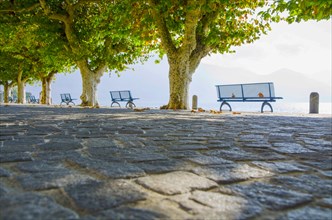 Benches and a Trees with Sunlight in Ascona