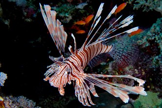 Close-up of pacific red lionfish