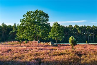 Heathland with flowering heather and megalithic tomb