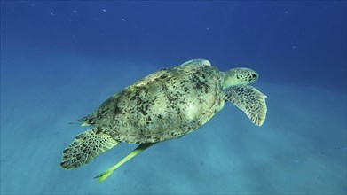 Great Green Sea Turtle