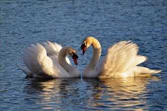 Swans on the Water Making a Heartshape with the Wings Raised