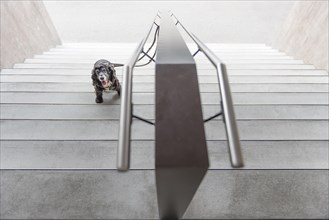 Dog in Staircase with Railing