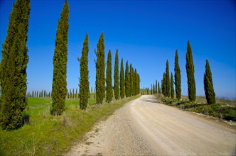 Cypress Alley on a Rural Road with Blue Sky in Tuscany
