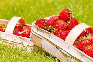 Baskets of strawberry