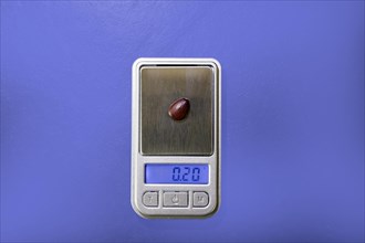 A seed of the carob tree with the exact weight of 0