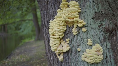 Tree mushrooms on tree trunk on lake background