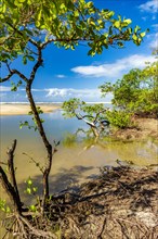 Mangrove vegetation on the beach sand in Serra Grande on the south coast of Bahia