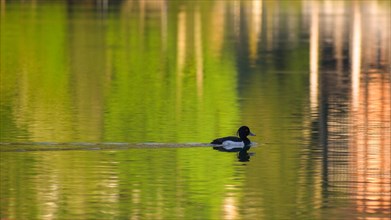 A tufted duck