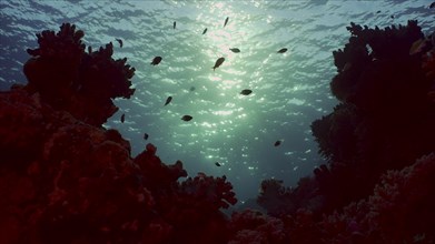 Silhouettes of tropical fish swims next to coral reef on surface water and setting sun background