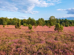 Typical heath landscape with flowering heather