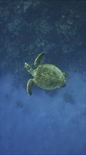 Top view of Hawksbill Sea Turtle