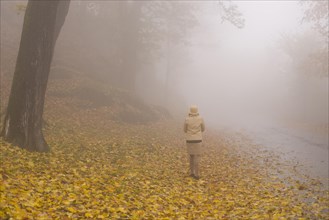 Woman Walking on a Foggy Road in Autumn with Yellow Leaves in Switzerland