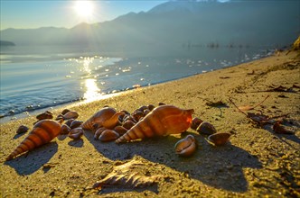 Shells on the Sand Beach with Mountain in Sunset in Ascona