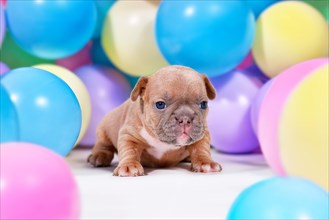 Fawn French Bulldog dog puppy between colorful balloons