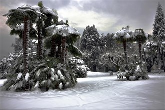 Palm trees with snow