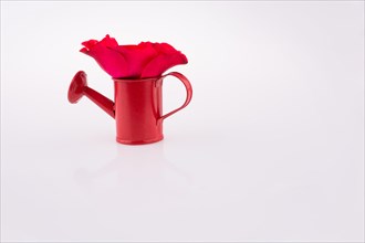 Red rose in a watering can on a white background