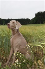 Hunting dog shorthaired Weimaraner