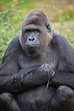 Western gorilla