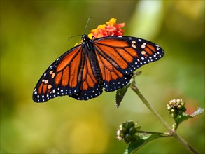 A southern monarch butterfly
