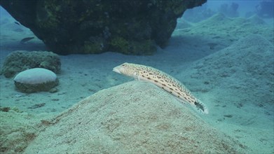 Sandperch on sandy bottom. Speckled Sandperch or Blacktail grubfish