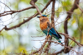 Indian Roller bird on a tree. Bandhavgarh national park