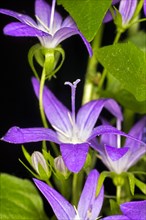 Violet-blue flowers of hanging bellflower