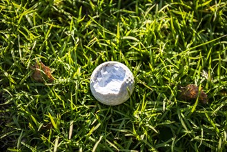 Broken Golf Ball on the Green Grass