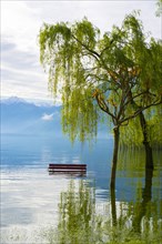 Bench with Trees on a Flooding Alpine Lake Maggiore with Snow-capped Mountain in Locarno