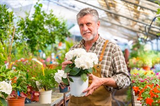 Portrait of gardener working in a nursery inside the flower greenhouse with a white plant in his hand in the nursery